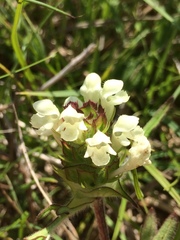 Prunella laciniata