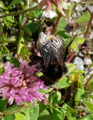 Bombus subterraneus