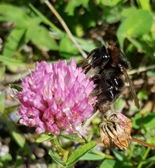 Bombus subterraneus