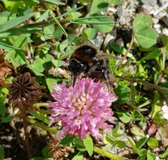 Bombus subterraneus