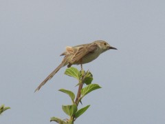 Prinia lepida