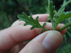 Nidorella pinnata