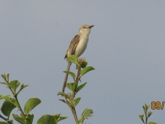 Prinia lepida