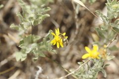 Calliopsima