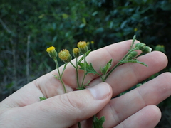 Nidorella pinnata
