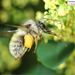 Dark-legged Bumble Bee - Photo (c) Homemountain/Shan Gui, some rights reserved (CC BY-NC), uploaded by Homemountain/Shan Gui