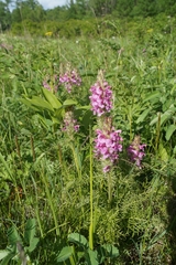 Pedicularis rubens