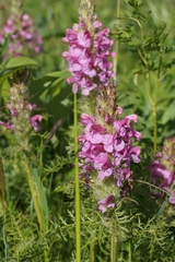 Pedicularis rubens
