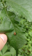 Harmonia axyridis