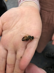 Apis mellifera