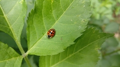 Harmonia axyridis