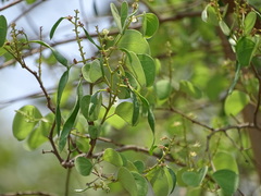 Bauhinia racemosa