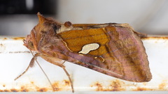 Autographa excelsa