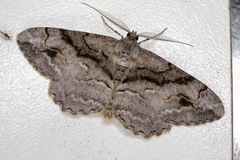 Alcis deversata