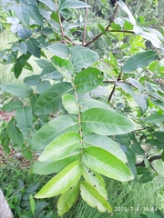 Lagerstroemia parviflora