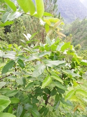 Lagerstroemia parviflora