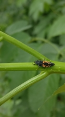 Harmonia axyridis
