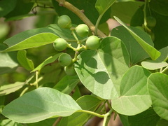 Cordia dichotoma