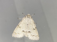 Acronicta innotata