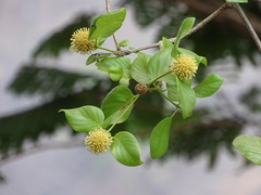 Mitragyna parvifolia