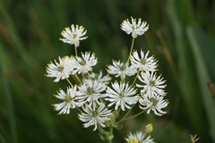 Thalictrum petaloideum