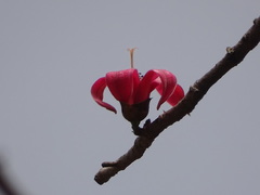 Bombax ceiba