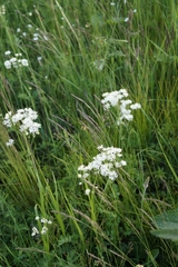 Thalictrum petaloideum