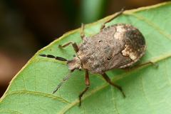 Megymenum brevicorne