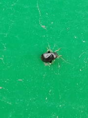 Halticini