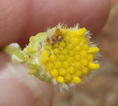 Senecio gregatus
