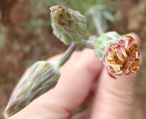 Image of Sonchus dregeanus by (c) Nicola van Berkel, some rights reserved (CC BY-SA)