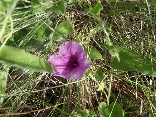 Grassveld Morning Glory (Ipomoea pellita)