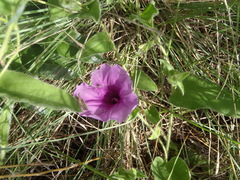 Ipomoea pellita