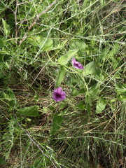Ipomoea pellita