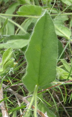 Ipomoea pellita