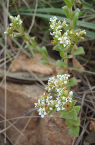 Crassula setulosa