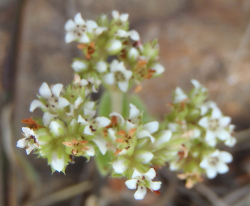 Crassula setulosa