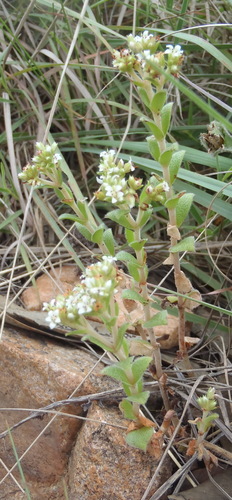 Crassula setulosa