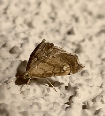 Scybalistodes periculosalis