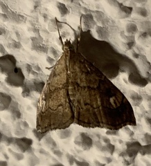 Scybalistodes periculosalis