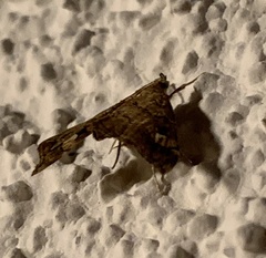 Scybalistodes periculosalis