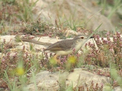 Prinia lepida
