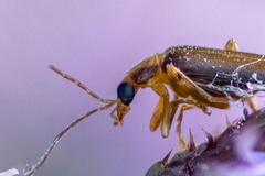 Nacerdes carniolica