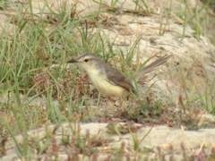Prinia lepida