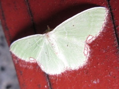 Comibaena procumbaria