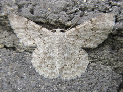 Pingasa pseudoterpnaria