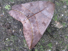 Thyas juno