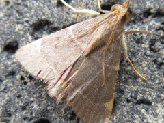 Hypsopygia glaucinalis