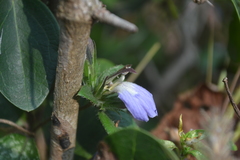 Cynarospermum asperrimum