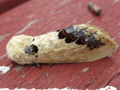 Phalera flavescens